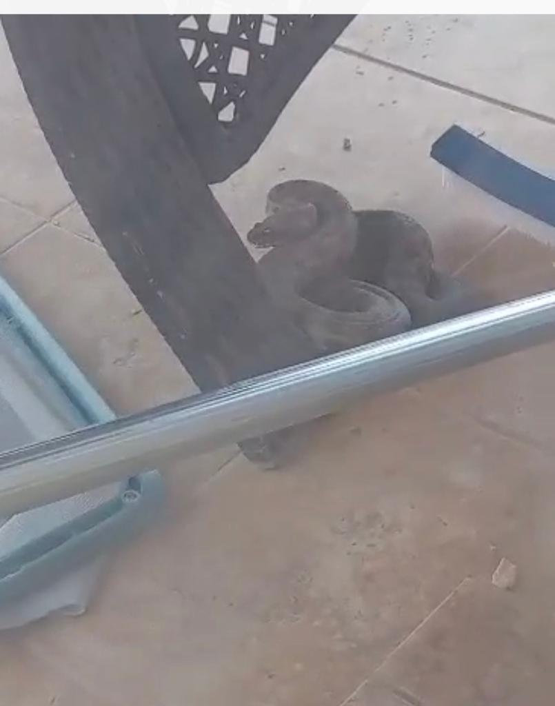 AwesomelyRight's tweet image. Had this little fella in the garden,  not happy surrounded by cats 🤣 #PoolNet and sweeping brush to relocate