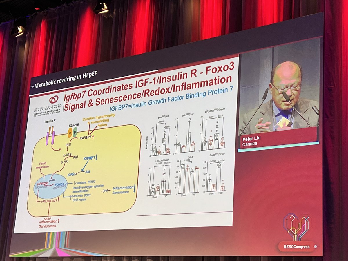 LLEW RODERICK (@roderick_cardio) on Twitter photo Another great #escbasicscience session! At Copenhagen. #ESCCongress2024 <a href="/liberale_luca/">Luca Liberale</a> <a href="/C_Balbi90/">Carolina Balbi</a> <a href="/CarolRemme/">Carol Ann Remme</a> Another great #escbasicscience session! At Copenhagen. #ESCCongress2024 <a href="/liberale_luca/">Luca Liberale</a> <a href="/C_Balbi90/">Carolina Balbi</a> <a href="/CarolRemme/">Carol Ann Remme</a>