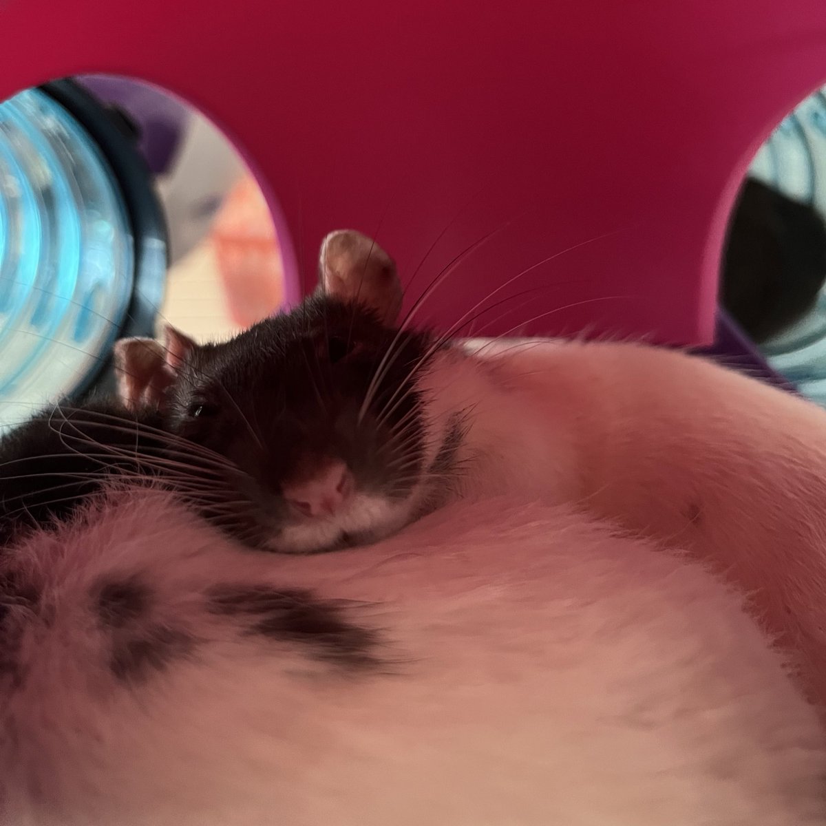 i wish i was a rat cuddling with my rat best friend