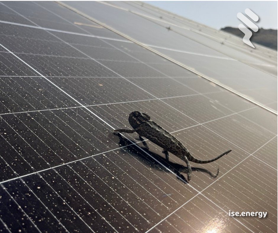 Visitas inesperadas 🧡

📸 Foto tomada por nuestro jefe de obra, Emilio Palenzuela.