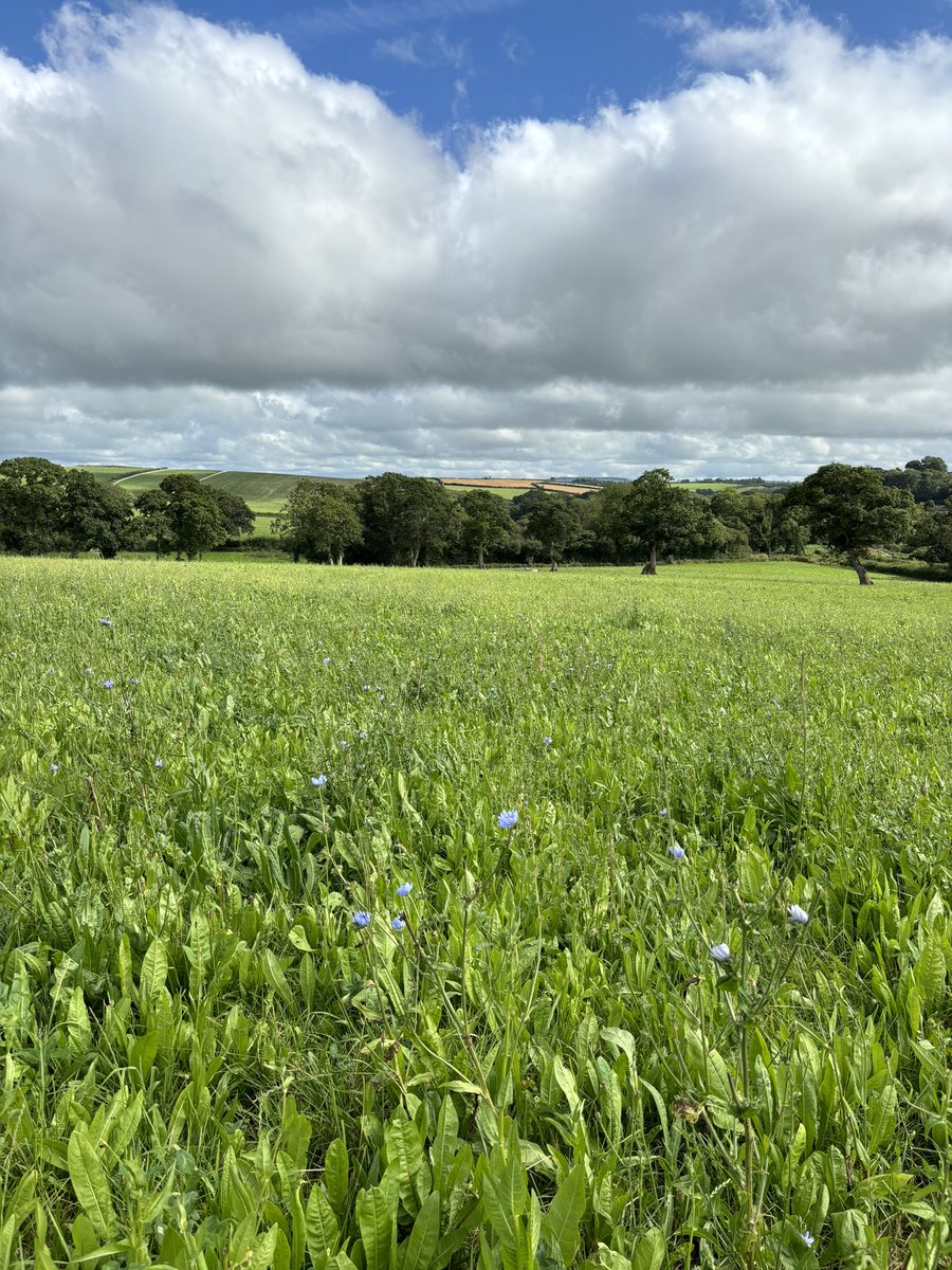 Come join <a href="/AHDB_Dairy/">AHDB Dairy</a> this Thursday 5th near Launceston to learn more about optimising livestock performance in a grazing based system, minerals and nutrition with Pete Bone, silage quality with Dave Davies and multi species swards Hannah Jones. ahdb.org.uk/events/optimis…