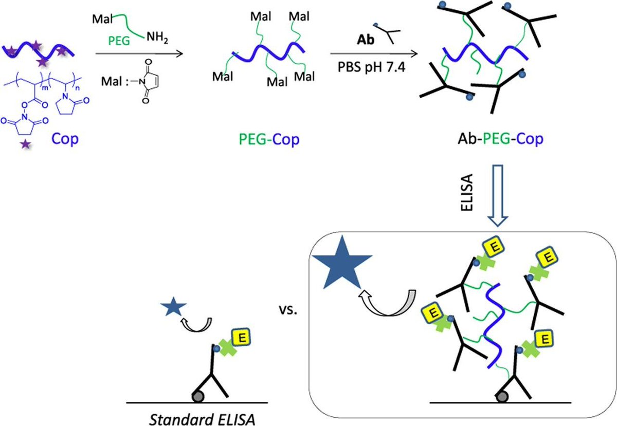 📰New Paper: Multiple antibody conjugation to PEG grafted copolymer improves sensitivity of immunoassays - European Polymer Journal - collab.
<a href="/CNRSLbti/">LBTI</a> / <a href="/IcrUmr7273/">ICR Institut Chimie Radicalaire</a> - doi.org/10.1016/j.eurp…