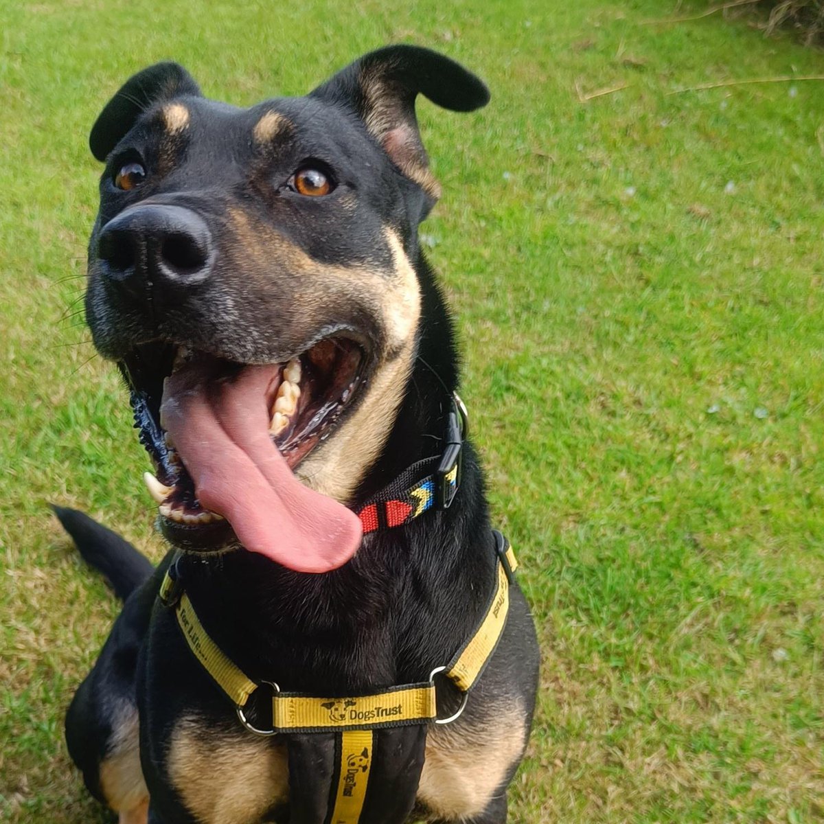 We think Medusa's #tongueouttuesday is the best one yet. Very demure, very cutesy 🎀

dogstrust.ie/rehoming/dogs/…