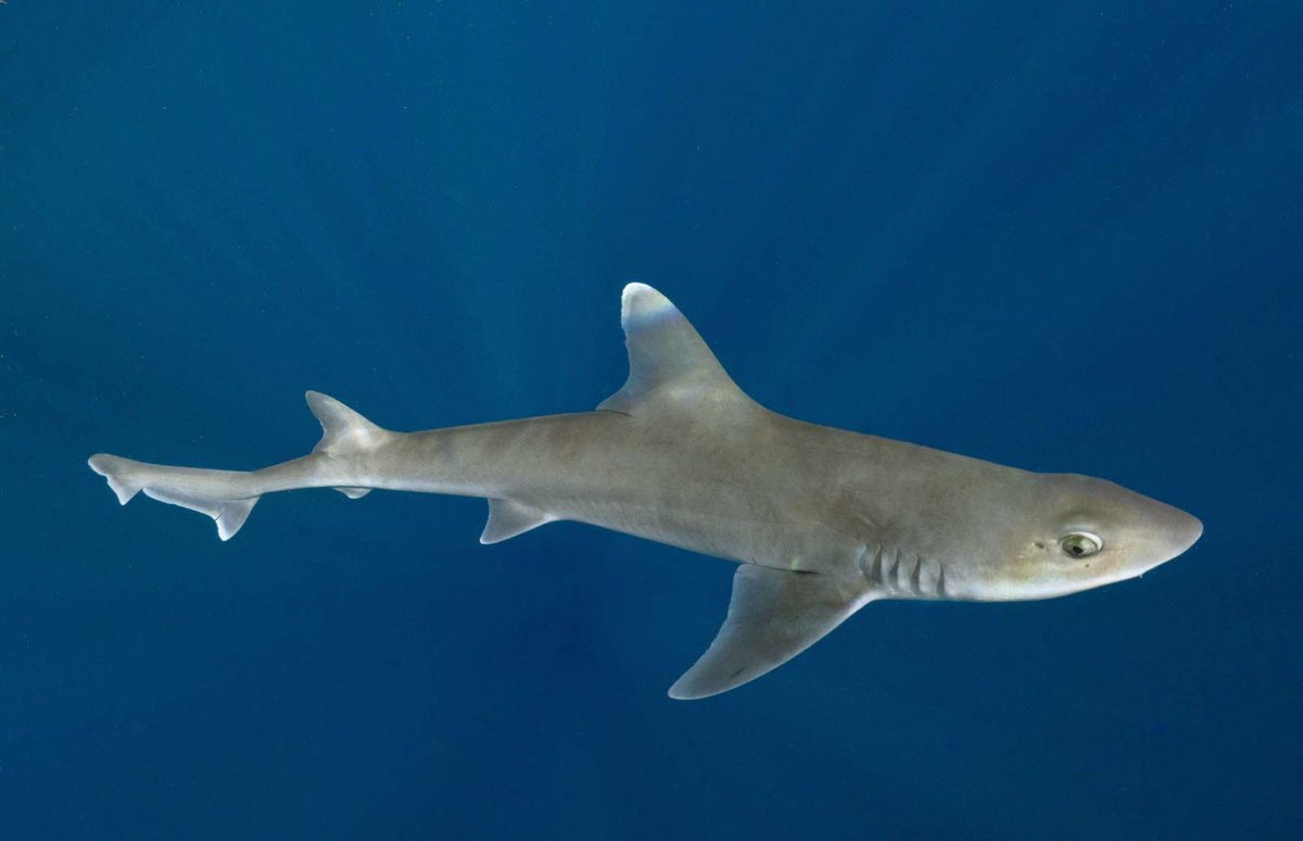 ScienceCQFD's tweet image. [RDV 16h !] Mensonges artificiels et #IA / Requins et #parthénogenèse / Tempêtes solaires et répercussions : au clair de la Une tinyurl.com/2c6ny66e avec @FontezMathilde, @blaisemao et @olascar