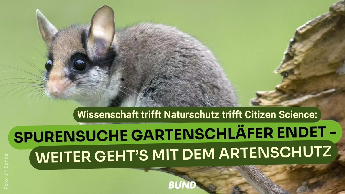 Spurensuche #Gartenschläfer: Forschungs- u. Schutz-Projekt endet zur int. #Schlafmaus-Konferenz 💚. "Wir haben unsere Projektziele erreicht u. darüber hinaus eine tolle Grundlage für weitere #Artenschutz-Projekte geschaffen" resümiert <a href="/Bandt_BUND/">Olaf Bandt (BUND)</a>: bund.net/service/presse…
