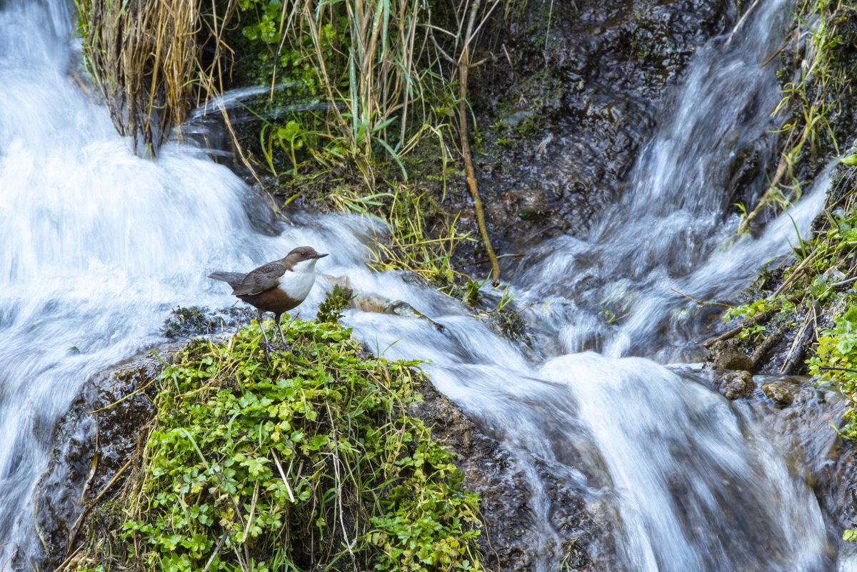 RSPB (@natures_voice) on Twitter photo It's back! Our 2026 calendar competition is open. 😍
Be it swirling Starlings, crashing waves, or a close-up of your garden’s tiniest residents - we want to celebrate the UK's stunning nature through your lens.
With prizes from <a href="/OspreyEurope/">Osprey Europe</a> to be won, enter by 31 Oct... It's back! Our 2026 calendar competition is open. 😍
Be it swirling Starlings, crashing waves, or a close-up of your garden’s tiniest residents - we want to celebrate the UK's stunning nature through your lens.
With prizes from <a href="/OspreyEurope/">Osprey Europe</a> to be won, enter by 31 Oct...