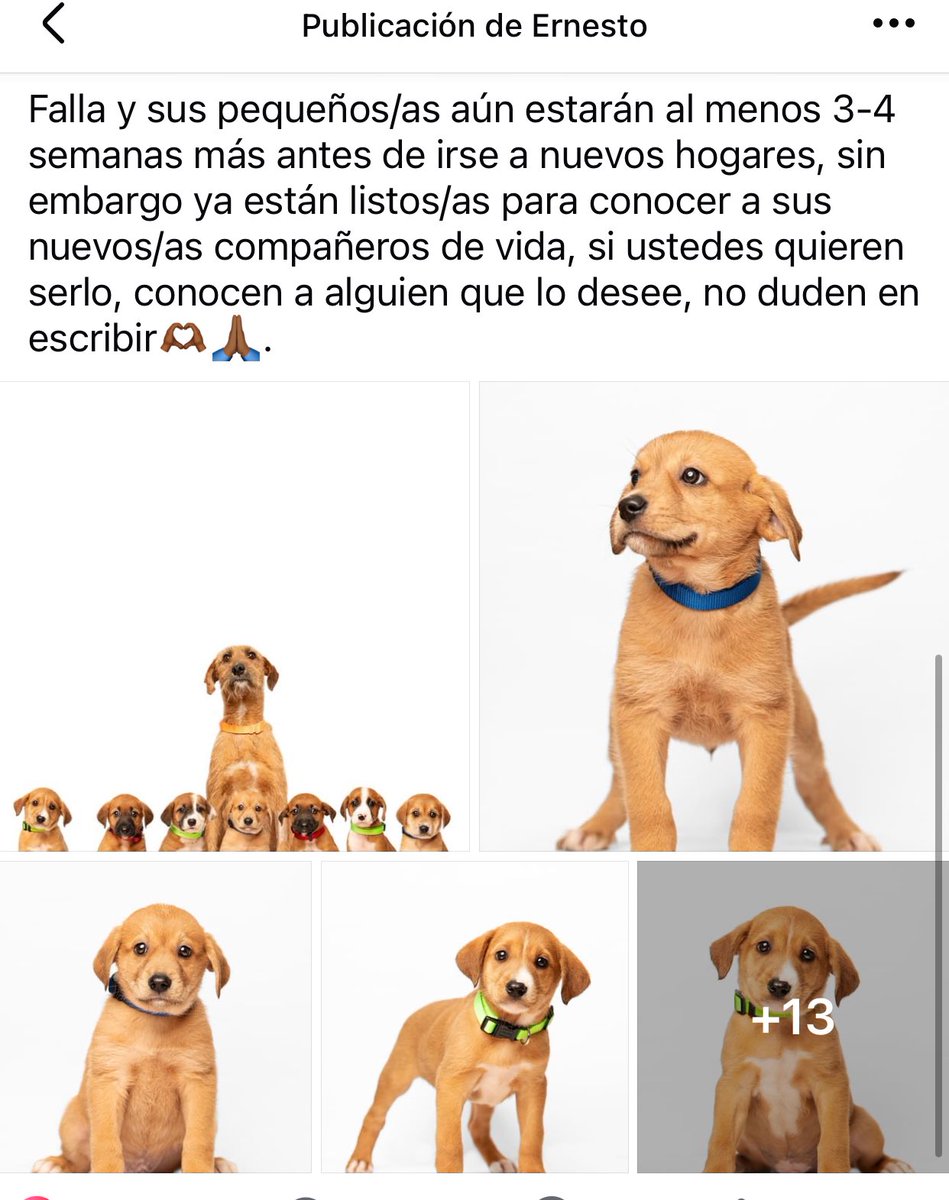 Adopta♥️🐶  
<a href="/PacoDizfinck/">𝗣𝗮𝗰𝗼 𝗗𝗶𝘇𝗳𝗶𝗻𝗰𝗸</a> <a href="/pilykuera/">Pily Peregrina</a> <a href="/aasullegna/">Angie Triaz🙏🏽</a> <a href="/mageba04/">Gina alarcon</a> <a href="/anicienta_6/">Ana Pelaez</a> <a href="/tierraverde1943/">ℓια ₊˚.༄ *ﾟ🌱</a>  <a href="/marydebeck/">Maryde</a> <a href="/Mtra_Shaira/">Shaira</a> <a href="/Corintiacruz/">Corintia Cruz Oregón</a> <a href="/mayteponm/">Mayte P.</a> <a href="/CECILLIA36/">CECILIA MENDEZ</a> <a href="/RoxanaAAT/">Feto de PicaFresa🍓</a> <a href="/camellinlove/">Porque soy xalapeño</a> <a href="/PopColorsXal/">PopCX</a>  <a href="/fherciencias/">Soy Fher!</a> <a href="/Ydlan/">Naldy Patricia</a> #Xalapa  <a href="/VialidadXalapa/">Vialidad Xalapa 🚦 VX 🌎</a> <a href="/AbelMucino/">Abel Muciño</a> <a href="/halconesdxalapa/">Halcones de Xalapa</a> <a href="/MitziArias_/">Mitzi Arias</a>