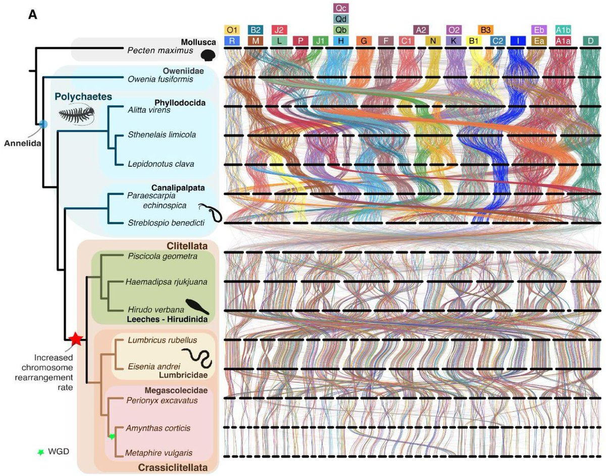 Keiron Derek Brown (@keirondbrown) on Twitter photo Earthworms have scrambled genomes. Is this how their marine ancestors were able to move into freshwater and terrestrial environments? Full article <a href="/ScienceMagazine/">Science Magazine</a> science.org/content/articl…
Image doi.org/10.1101/2024.0… <a href="/earthwormsoc/">Earthworm Society UK</a> <a href="/darwintreelife/">Darwin Tree of Life</a> <a href="/EmmaSherlock4/">Emma Sherlock</a> <a href="/DanielFMarchn1/">Daniel F. Marchán</a> Earthworms have scrambled genomes. Is this how their marine ancestors were able to move into freshwater and terrestrial environments? Full article <a href="/ScienceMagazine/">Science Magazine</a> science.org/content/articl…
Image doi.org/10.1101/2024.0… <a href="/earthwormsoc/">Earthworm Society UK</a> <a href="/darwintreelife/">Darwin Tree of Life</a> <a href="/EmmaSherlock4/">Emma Sherlock</a> <a href="/DanielFMarchn1/">Daniel F. Marchán</a>