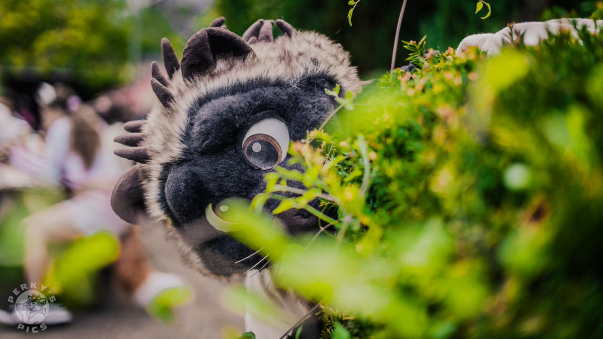 ThePerkyRiolu's tweet photo. Been feeling a bit ill after the @YFSummerParty but had a great time nonetheless! 

Spent some time editing pics from the event. Check them out :3

🐺 @CassiusRed 
😺 @MadeByMercury 
🐑 @Aigus_ram 
🦔 @MadeInBatter 
🦨 @CherrySkunky 
🦴 @DrunkenMew https://t.co/uLqP4N95jA