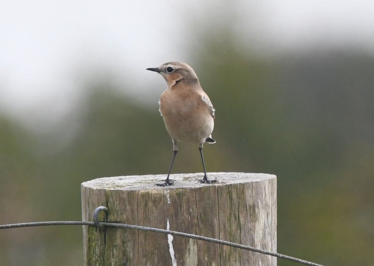 Yellow Wagtail, Osprey &amp; Sanderling over at Carloggas Downs this afternoon (12:00 - 15:30). Supporting cast of Chiffchaff, Whitethroat, Kestrel and this smart Wheatear. <a href="/CBWPS1/">Cornwall Birds</a> <a href="/CornwallOsprey/">Cornwall Osprey Sightings</a> <a href="/BobBosisto/">Bob Bosisto</a>