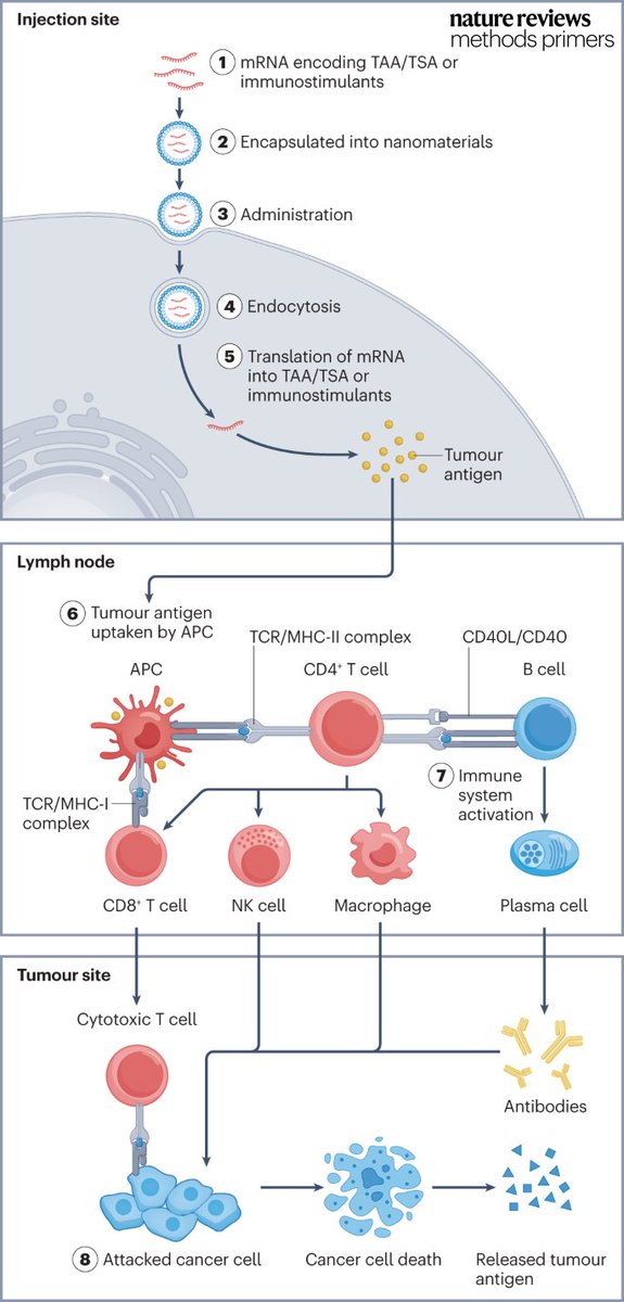 mRNA vaccines produce rapid and precise immune responses against infectious diseases and cancers. 

Check out this Primer for details on the development of nanomaterials for mRNA vaccines and how they are designed: go.nature.com/3OEECyD
