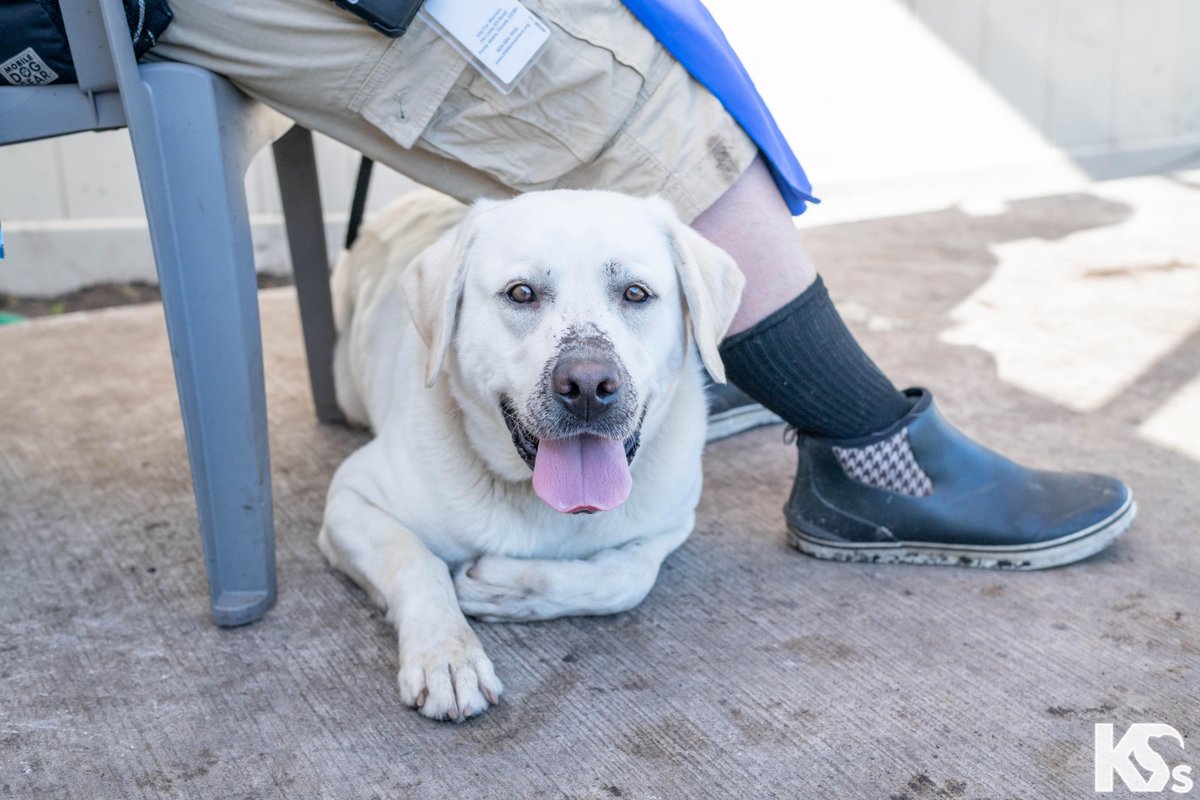 k9sforwarriors tweet picture