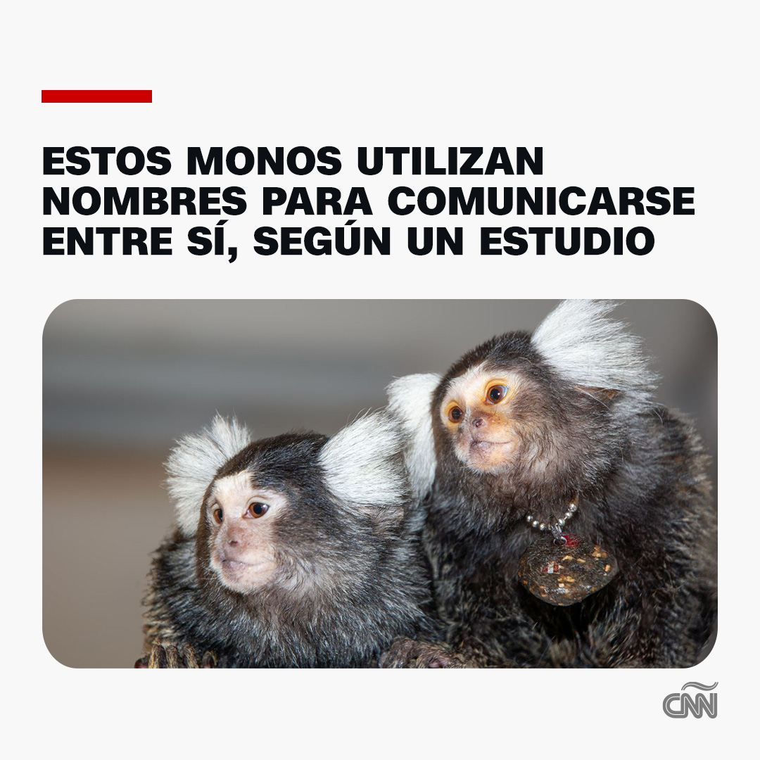 CNNEE's tweet image. 🐵 Los #monos utilizan llamadas específicas, conocidas como “phee-calls”, para llamarse unos a otros, lo que, según los científicos, constituye un patrón de comportamiento &quot;altamente cognitivo&quot; solo observado anteriormente en humanos, delfines y elefantes.

🔗:…