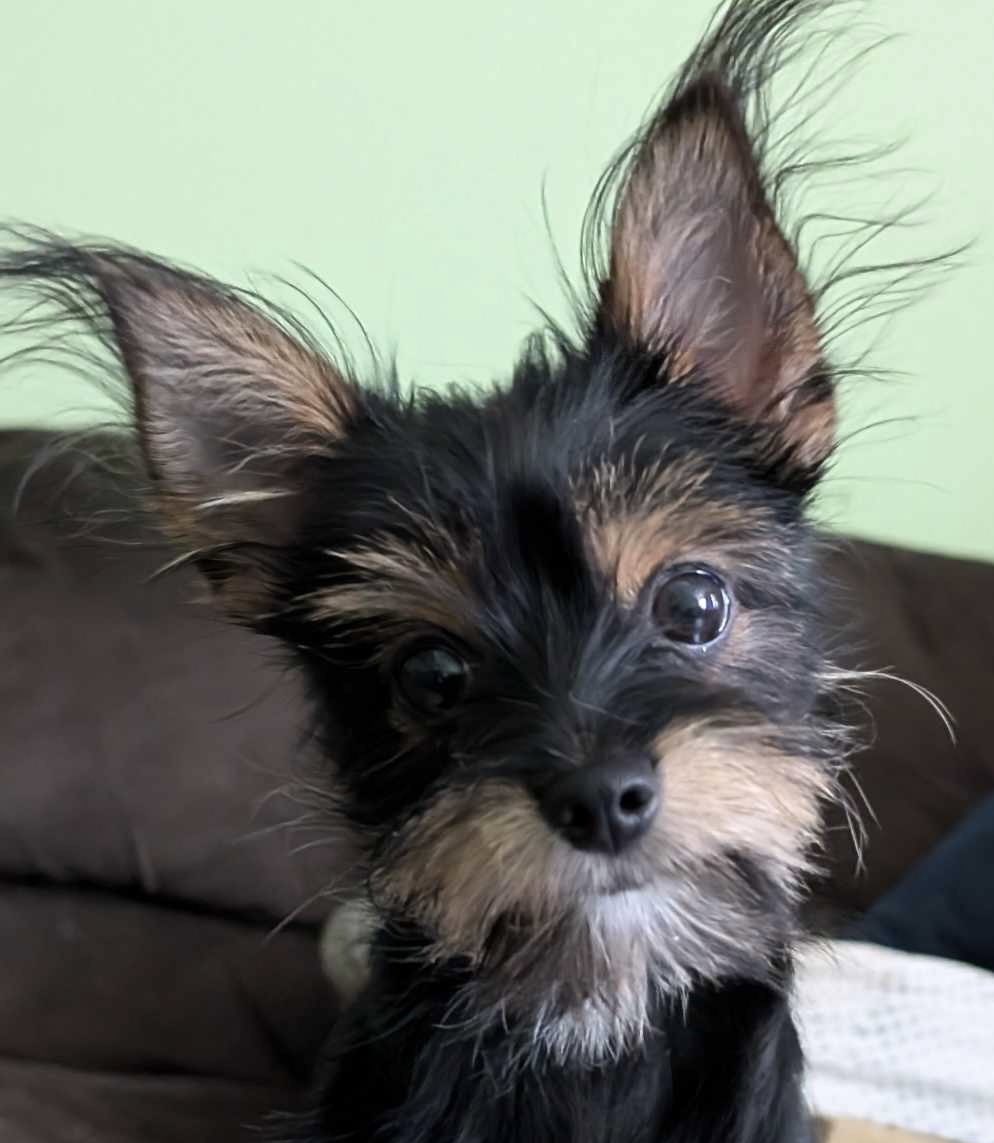hey everybody! meet ivy 🙂🙂🙂