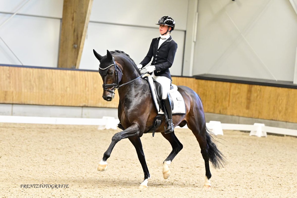 Horses.nl tweet media