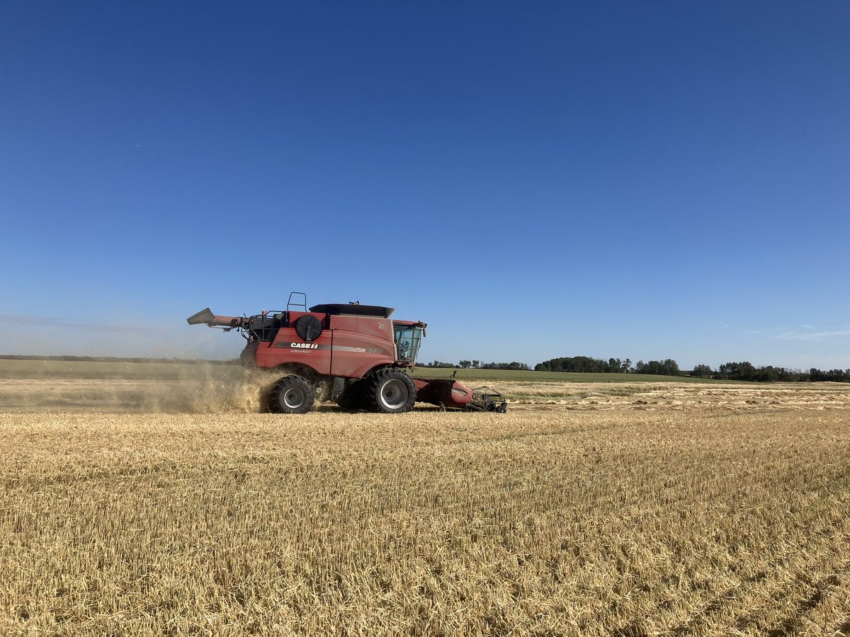 Super impressed with the new barley variety CDC Durango. It seems to be one that truly delivers what it promises! If you’re a fees barley grower, Od definitely recommend considering switching up to this one for 2025.