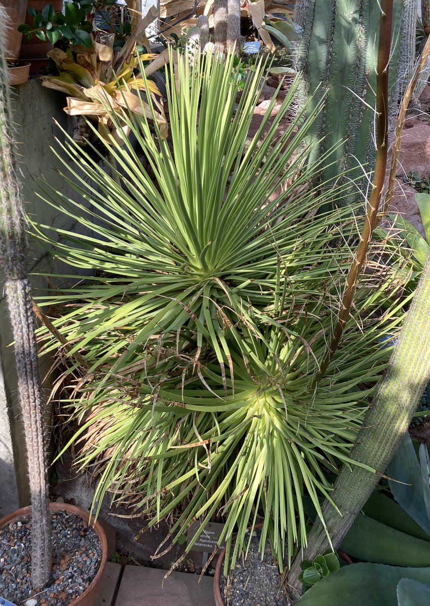 Agave striata. Heimat Mexiko. Bei uns in Basel blüht sie regelmässig.