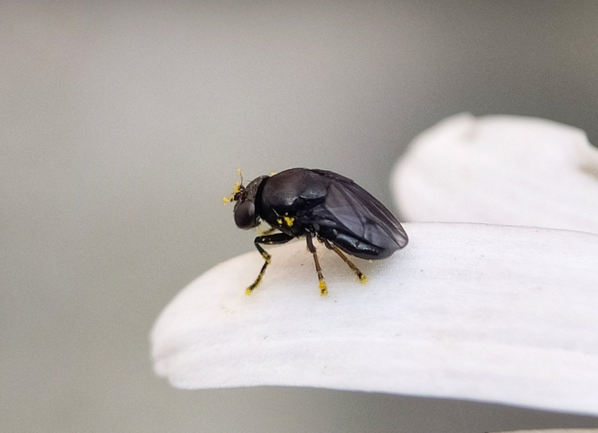 I found a 3mm black blob in the disc of a late oxeye daisy. Took it for a beetle at first, or one of those funny squat chalcid wasps, but it is neither. Meet Discomyza incurva, weird little hump-backed fly. It's another snail-killer. I learned a new word: malacophagous 🦟💚🍃