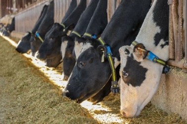 Ahead of #autumnhousing, now’s a good time to get respiratory disease control plans in place. Give your dairy herd the best possible defence during this period of higher infection risk, discuss preventative measures with your vet now.
#Dairy365