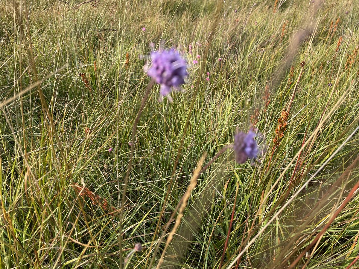 Grass of Parnasus or the Bog Star is Cumbria’s county flower and is all over the hills at the moment. One of the joys of bogs alongside the equally beautifully named Devils bit Scabious which we use to call the liquorice allsorts flower as it resembles one of the sweets