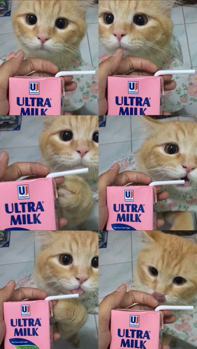 petsfess's tweet photo. kcg si sotoy mau ikutan minum susu🙂 tenang aja ini udah abis kok dan ga akan aku kasih karna kucing GA BOLEH minum susu sapi ya pets! https://t.co/GVFYtcTmaU
