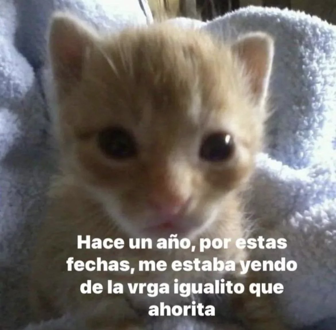 Gatitos Que Curan Tu Depresion (@gatitodepresion) on Twitter photo 