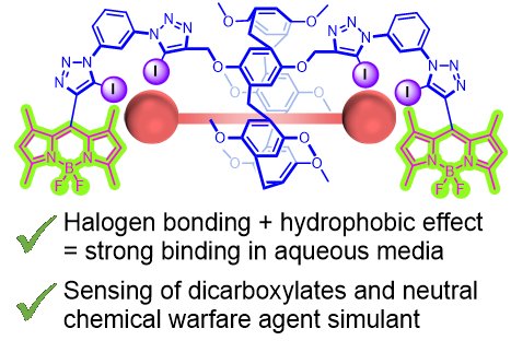Delighted to share our latest paper, out now in <a href="/ChemCommun/">Chemical Communications</a>!
The unprecedented functionalisation of a pillar[5]arene host with hydrophobic halogen bonding sites opens up new potential for selective sensing of dicarboxylates and chemical warfare agents.
pubs.rsc.org/en/content/art…