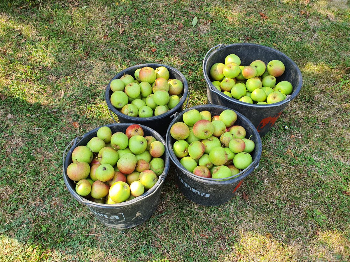 Appeloogst vandaag! Op de ladder: KT-Frank. Foto’s zijn van KT-Evert.