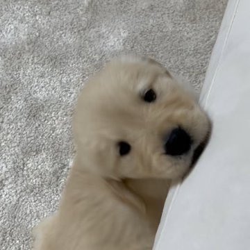 dogonboo's tweet image. ทำไมเดวนี้ไม่ลุบหัวกันเลย