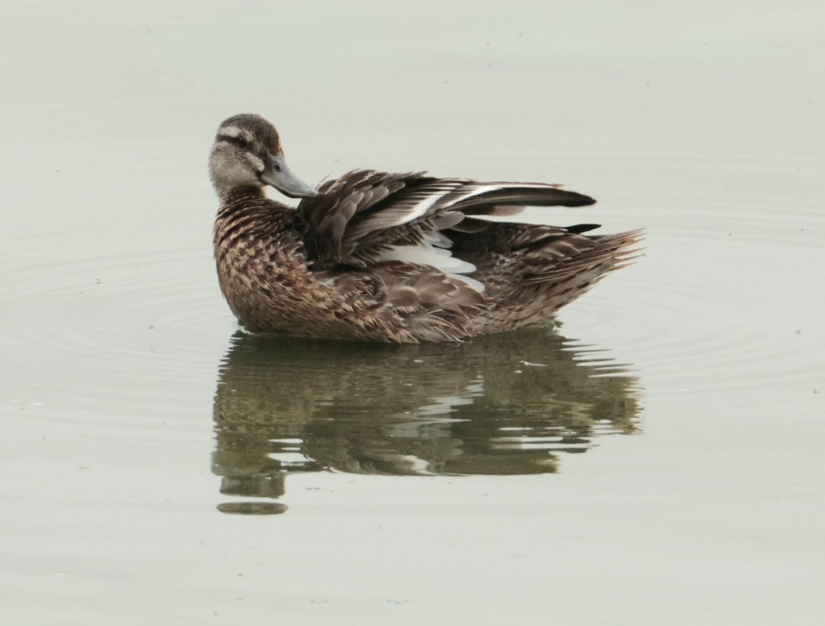 Daryl Rhymes tweet media