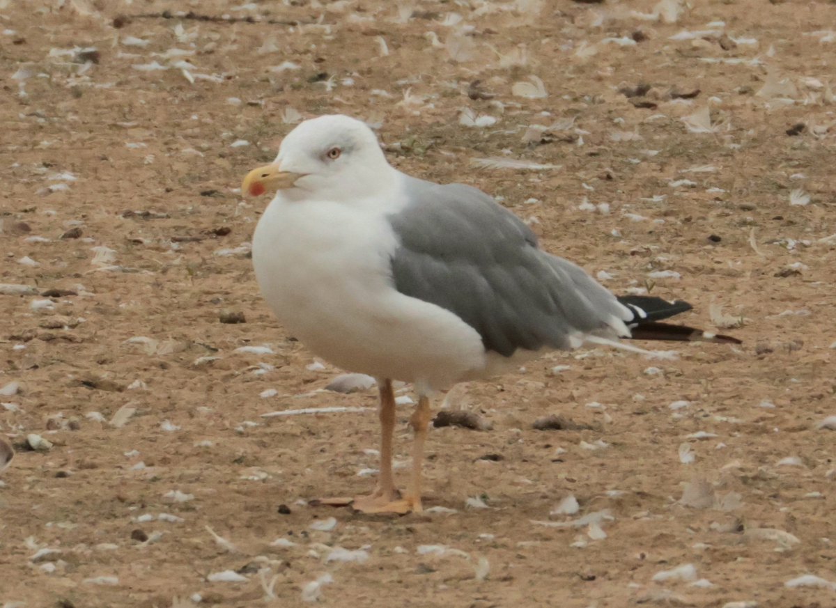 Daryl Rhymes tweet media