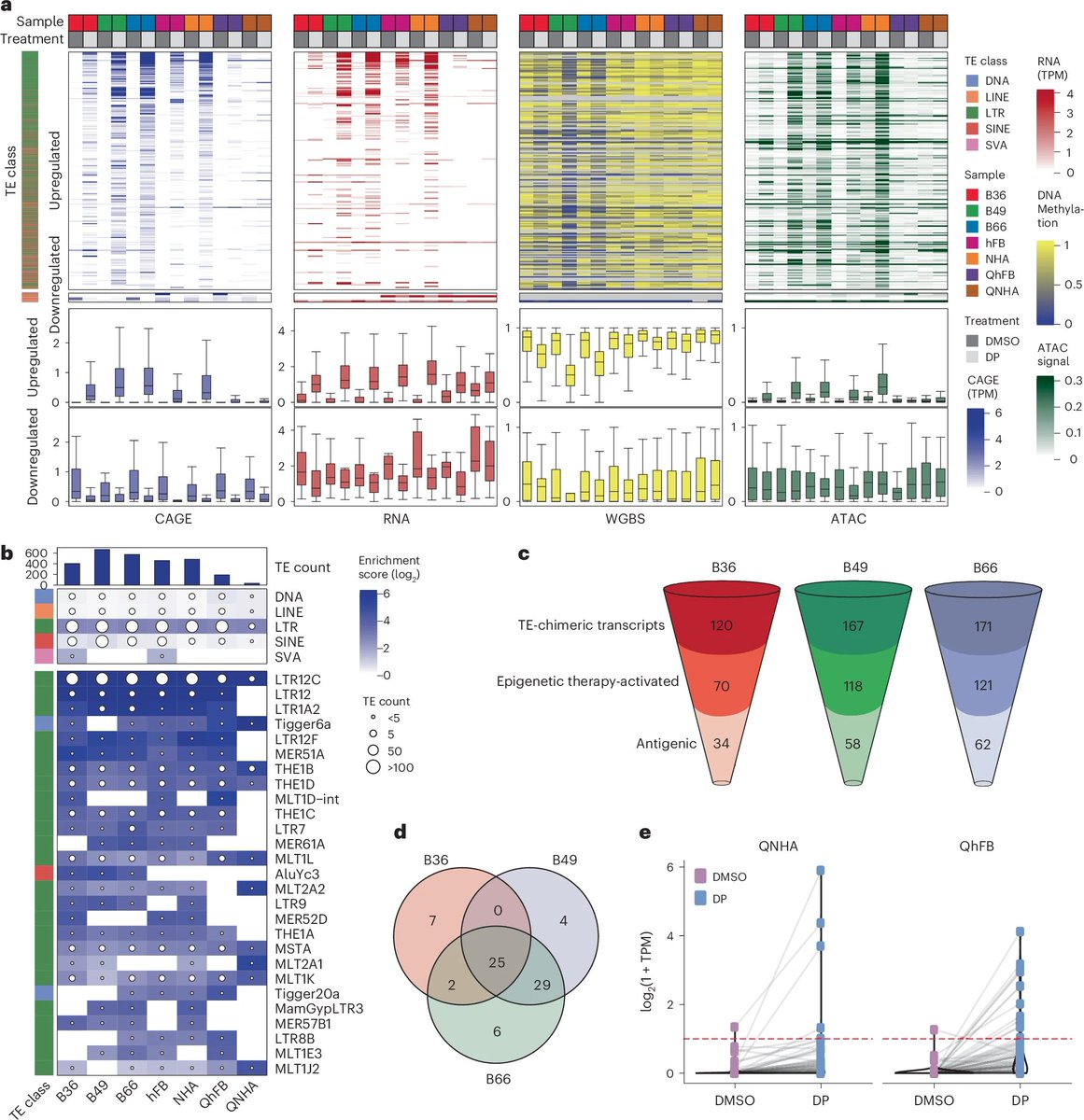 Waggoner Lab (@labwaggoner) on Twitter photo Epigenetic reactivation of transposable elements induces tumor-enriched antigens in glioblastoma but also some in proliferating nontumor cells <a href="/NatureGenet/">Nature Genetics</a> <a href="/twang5/">Ting Wang</a> <a href="/AlbertHKimMDPhD/">Albert H. Kim</a> <a href="/Nakul2234/">Nakul Shah</a> <a href="/leung_holden/">Yonghao Liang</a>
nature.com/articles/s4158… Epigenetic reactivation of transposable elements induces tumor-enriched antigens in glioblastoma but also some in proliferating nontumor cells <a href="/NatureGenet/">Nature Genetics</a> <a href="/twang5/">Ting Wang</a> <a href="/AlbertHKimMDPhD/">Albert H. Kim</a> <a href="/Nakul2234/">Nakul Shah</a> <a href="/leung_holden/">Yonghao Liang</a>
nature.com/articles/s4158…