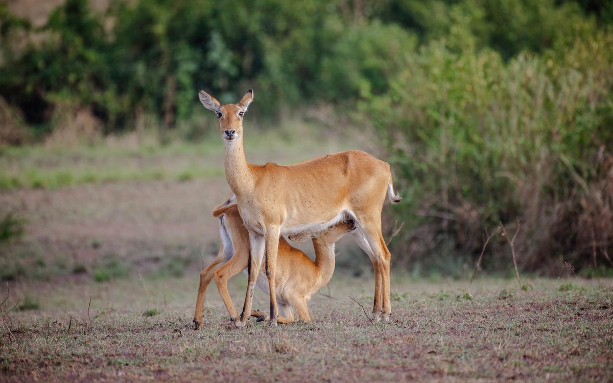 nationtoursug's tweet photo. Discover the beauty of Uganda's wildlife as you encounter majestic antelopes roaming free. From the elegant Impala to the swift Oribi, our safaris bring you up close to these incredible creatures. Also,🤔 are you ready for a Murchison Falls adventure?
#ExploreUganda https://t.co/rwYZSK0L3S