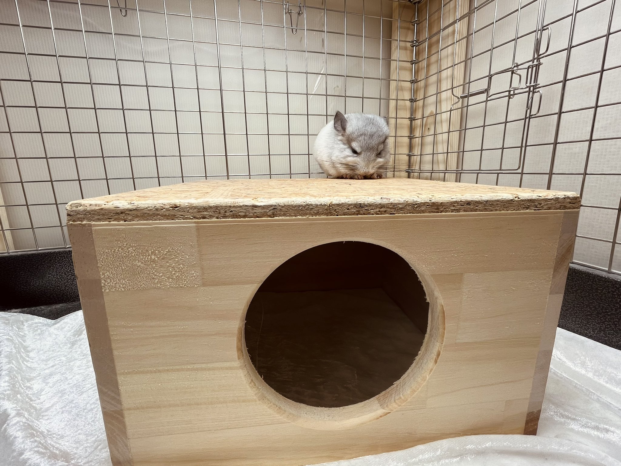 RepBox 木製ケージ 900×450×450 小動物、爬虫類用 ウォルナット 【公式