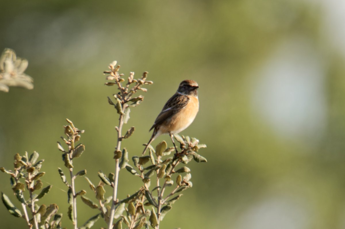 krishnakid78's tweet photo. Tarabilla europea (Saxicola rubicola)

🔹 #tarabillacomun #bitxac #chascoeuropeo #pitxartxarburubeltza #europeanstonechat #birds #birding #birdwatching #birdingphotography #birdsseenin2024 #pajareros #pajareo

📍 #esparraguera https://t.co/SHBDS1UUYU