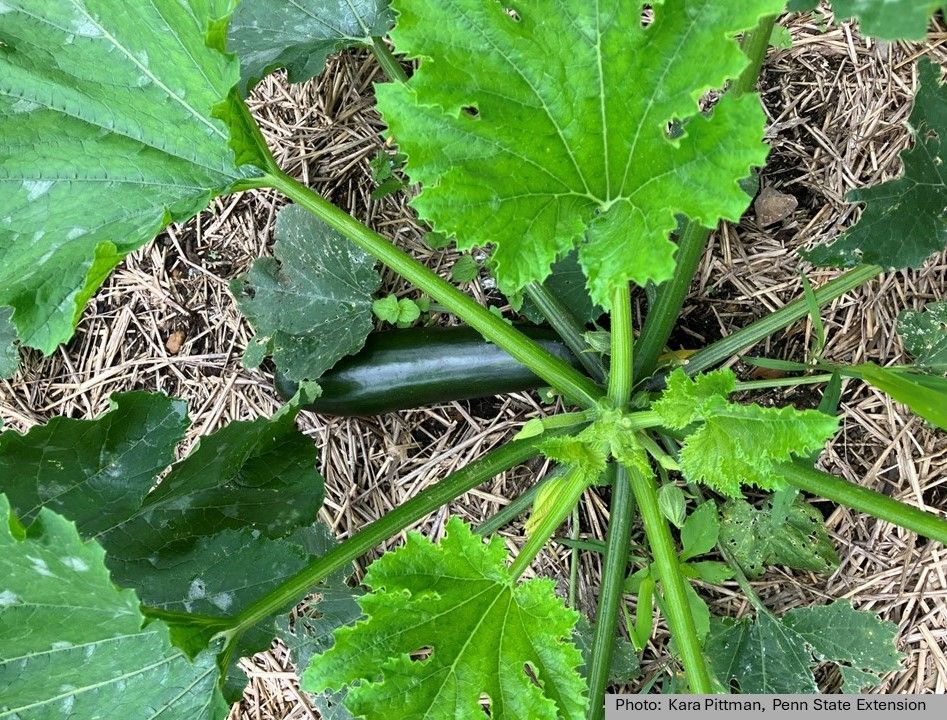 The IR-4 Project works to provide growers of specialty commodities, like fruits, vegetables, and nursery crops, with legal access to effective pest control options. This work helps growers and consumers alike. For more information, visit buff.ly/3rSniyS.