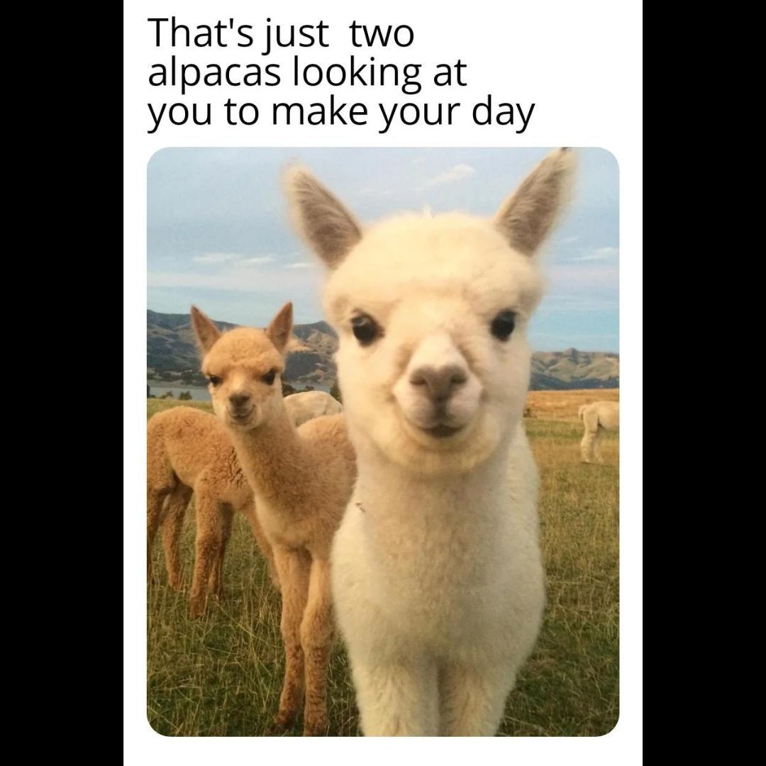 Patty Lyons tweet media