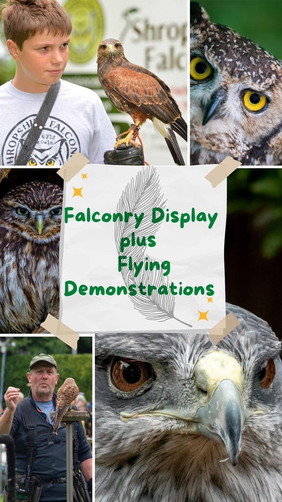 Coming up on Sunday 22nd September, as part of our TREEmendous Festival, we have a falconry display by Shropshire Falconry which includes a static display plus flying demonstrations! 

cholmondeleycastle.com/event/treemedo…