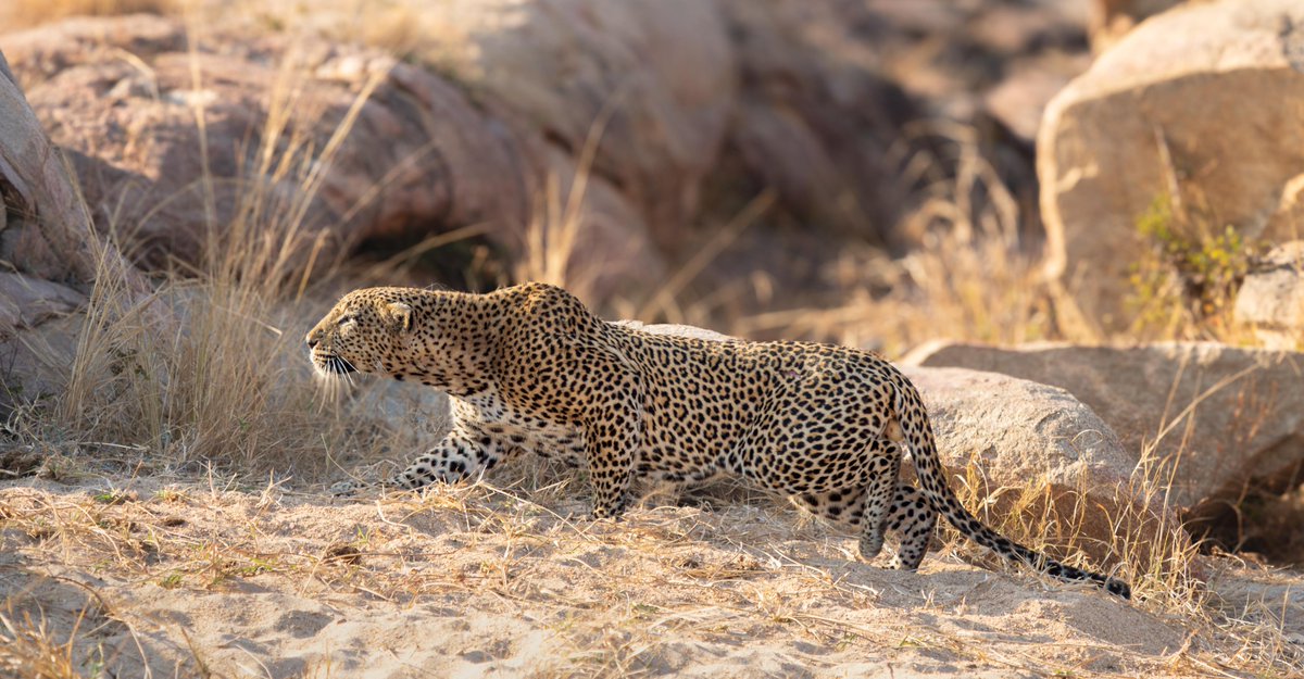 JockSafari's tweet image. In the heart of the Jock private concession, where shadows blend seamlessly with dappled light, the leopard reigns as the ultimate master of stealth.

With their sleek, muscular bodies and rosetted coats, these elusive predators move silently through the bush.

Dawid van Zyl 📷