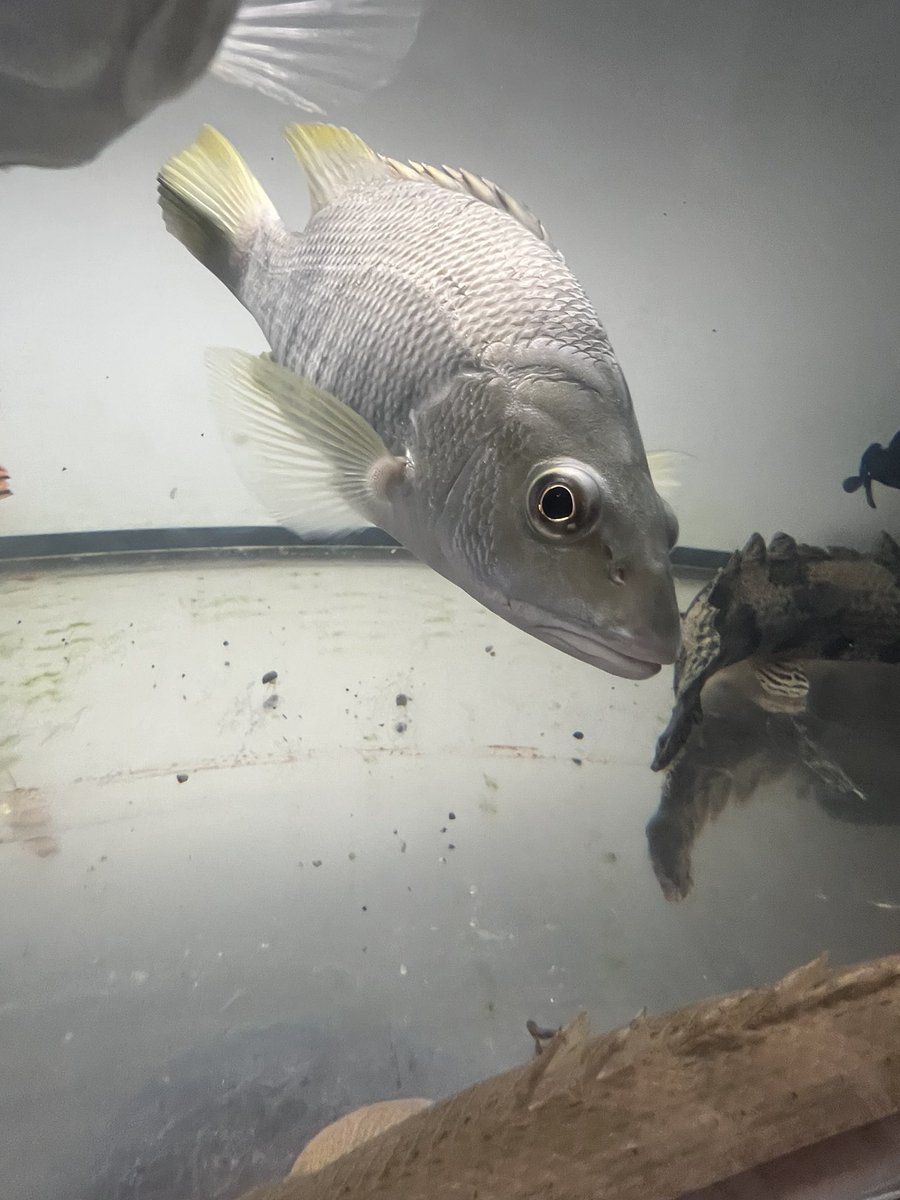 スポットテールバス 古代魚 トレードなど大歓迎