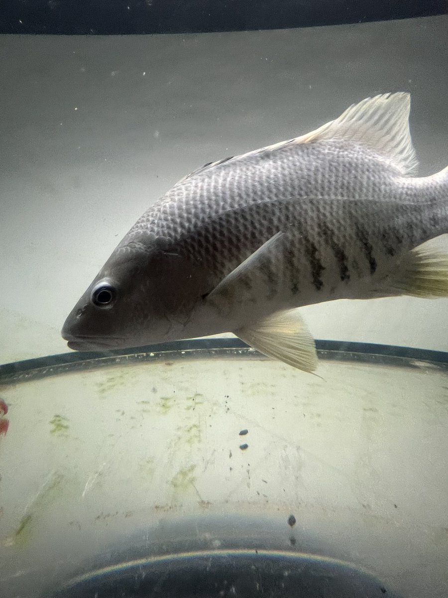 スポットテールバス 古代魚 トレードなど大歓迎