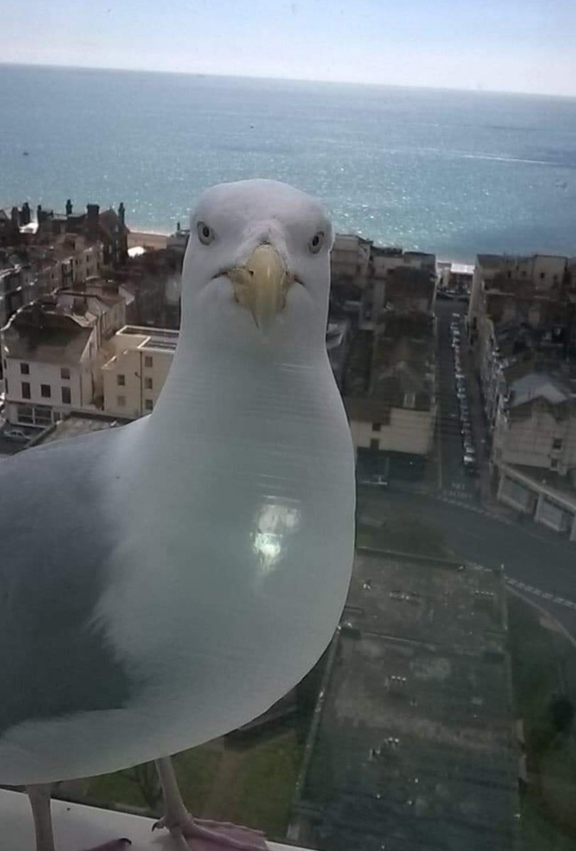 Şëåğûll tweet media