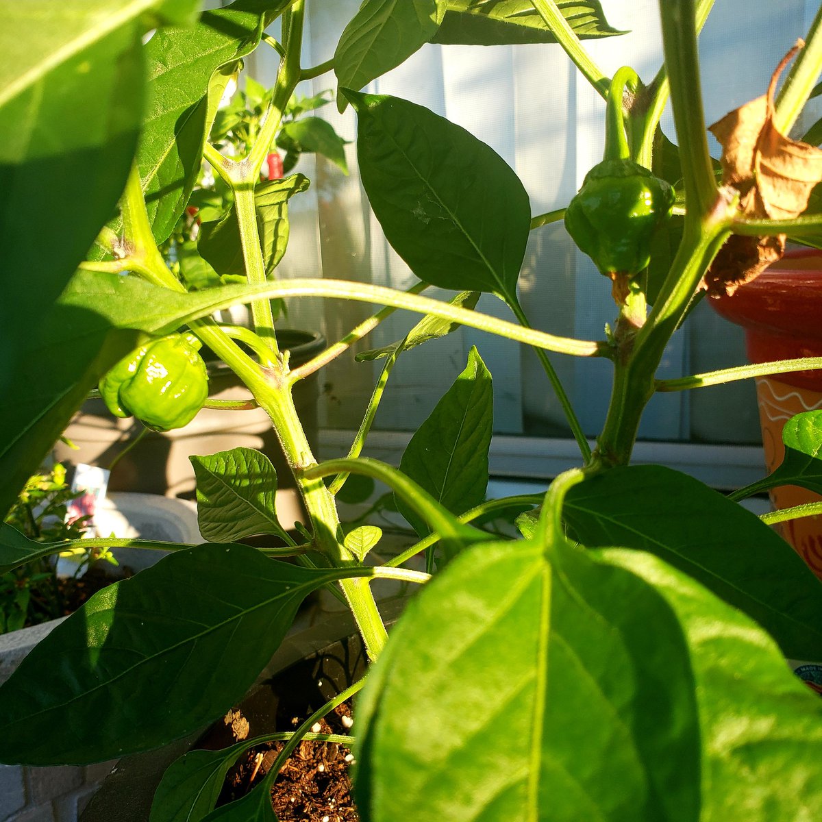 Good morning #WritingCommunity! September begins and my scotchies are finally beginning to plump up. I'm hoping for a fruitful and spicy harvest. #writerslife #Jamaica