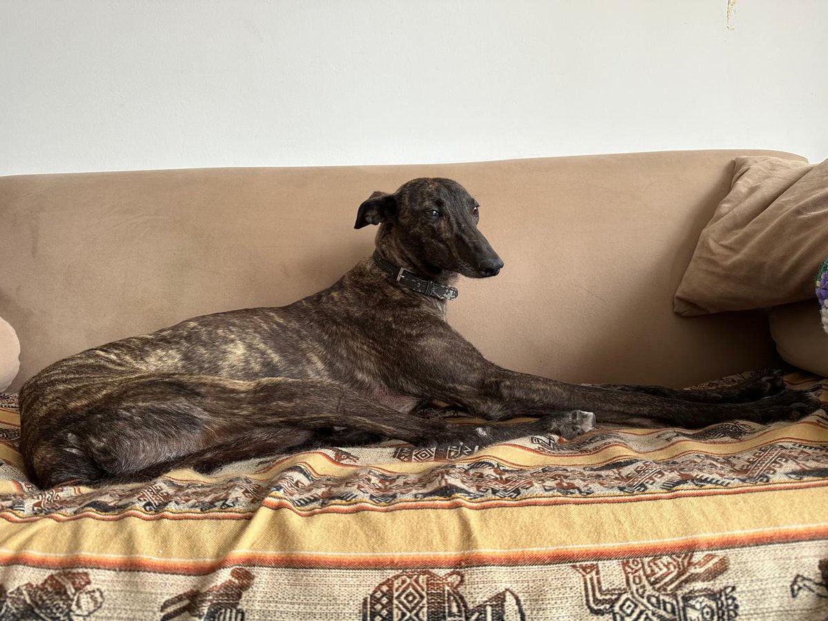 daianabanana_'s tweet photo. hoy, hace un año adoptamos a melba. llegó y no quería bajar del sillón, ni para comer. hoy sabe jugar con la pelota, con perritos y se adueñó hasta de la cama. https://t.co/iiUyUS8Mf3