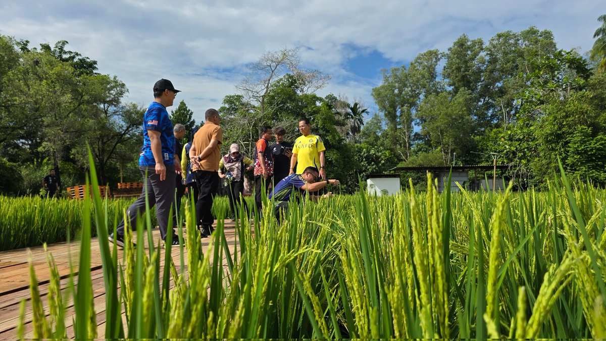 azman1505's tweet photo. 2 September 2024, Serdang, Selangor, konsep resmi padi, 'semakin tunduk semakin berisi' dijadikan amalan utama di sepanjang Laman Padi MAHA 2024 (11-22 september 2024), jom datang beramai-ramai... https://t.co/B3Zbh7JbyH