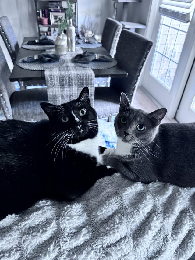 THEIR PAWS I CANNOT 🐾 dlvr.it/TCj9kT