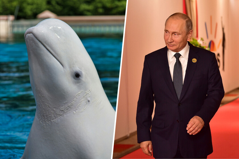 JCM156's tweet photo. Noruega lleva años preguntándose si una ballena beluga con arnés es una espía rusa. Acaba de encontrarla muerta https://t.co/mltaL1Q1pa https://t.co/8eEZk0FNJz