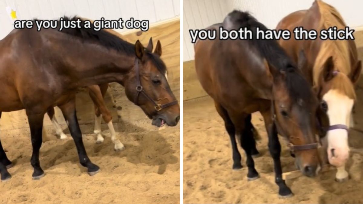 Playamos's tweet photo. Horses Or Golden Retrievers? Silly Equine Shares A Stick He Found In Wholesome Clip https://t.co/Q8uJeaEMBt https://t.co/bsYci41fOJ