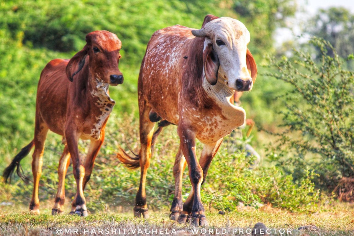 vaghelaharshit7's tweet photo. जहां नंदी वहां शिव!
#nandi #shiv #Mahadev #bholebaba #Animal #bull #poet #poetry #poetrycommunity #worldprotector #Mission_of_world_protection #Discover_of_Harshit_Vaghela #wildlifephotography #wildlife #nature #NaturePhotography #harshitvaghela #harshitvaghelaphotography https://t.co/Qj9nPR8DF3