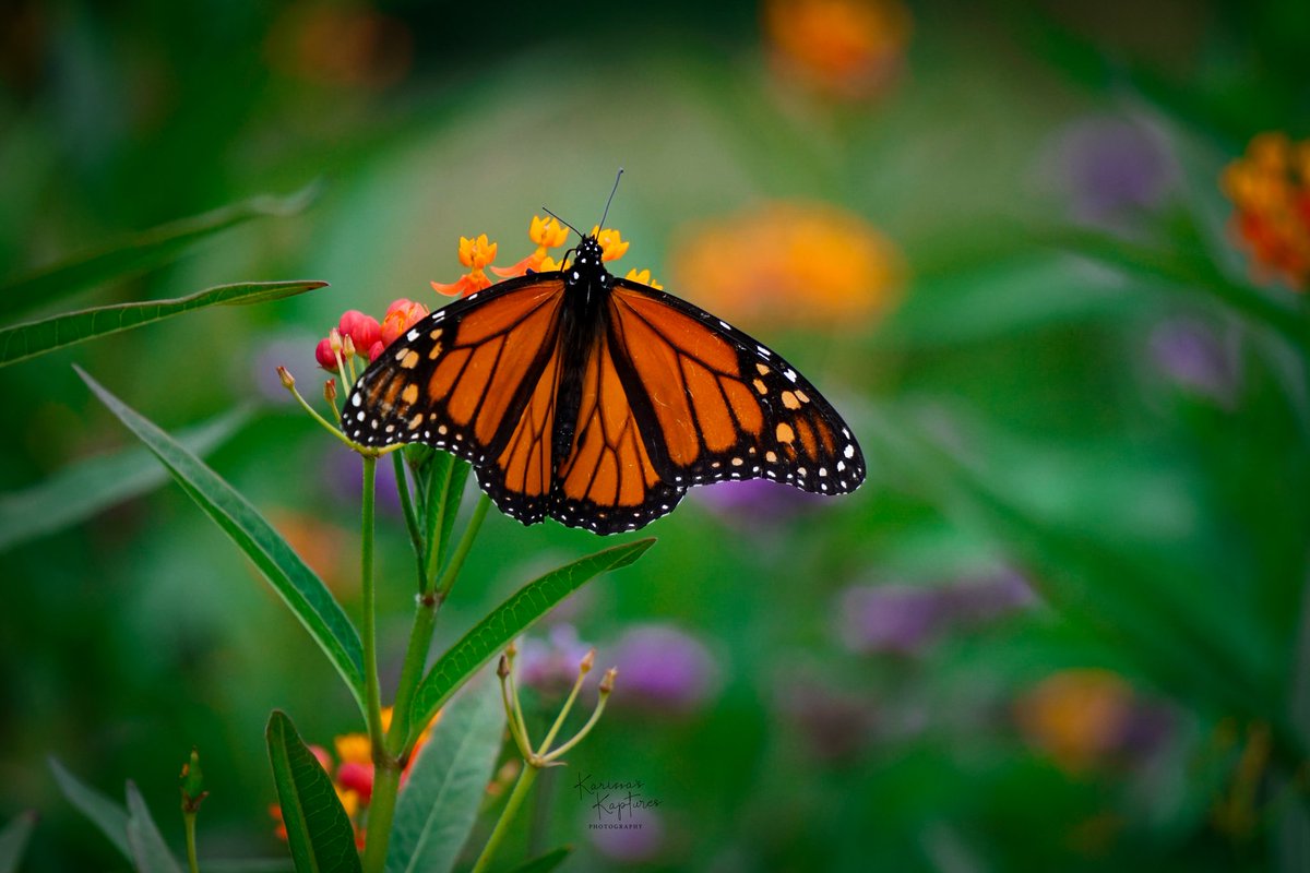 KarissasKapture's tweet photo. Happiness is like a butterfly. The more you chase it, the more it will elude, but if you turn your attention to other things, it will come and sit softly on your shoulder.

#KarissasKaptures #RutgersGardens #butterfly🦋 #MonarchButterfly #Butterflies #summerinNJ #SummerVibes https://t.co/3AyKdB5Kcm